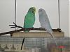 Budgies1.jpg