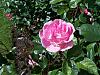 Pink Rose - Original.JPG