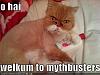 funny-pictures-mythbuster-cat.jpg