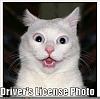 funny-pictures-cat-has-a-bad-drivers-license-photo.jpg